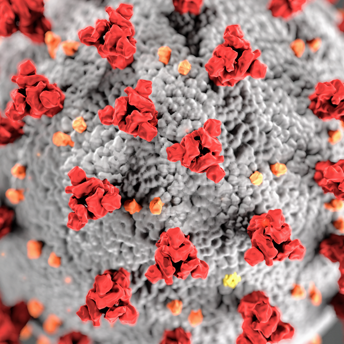 COVID 19 picture of virus